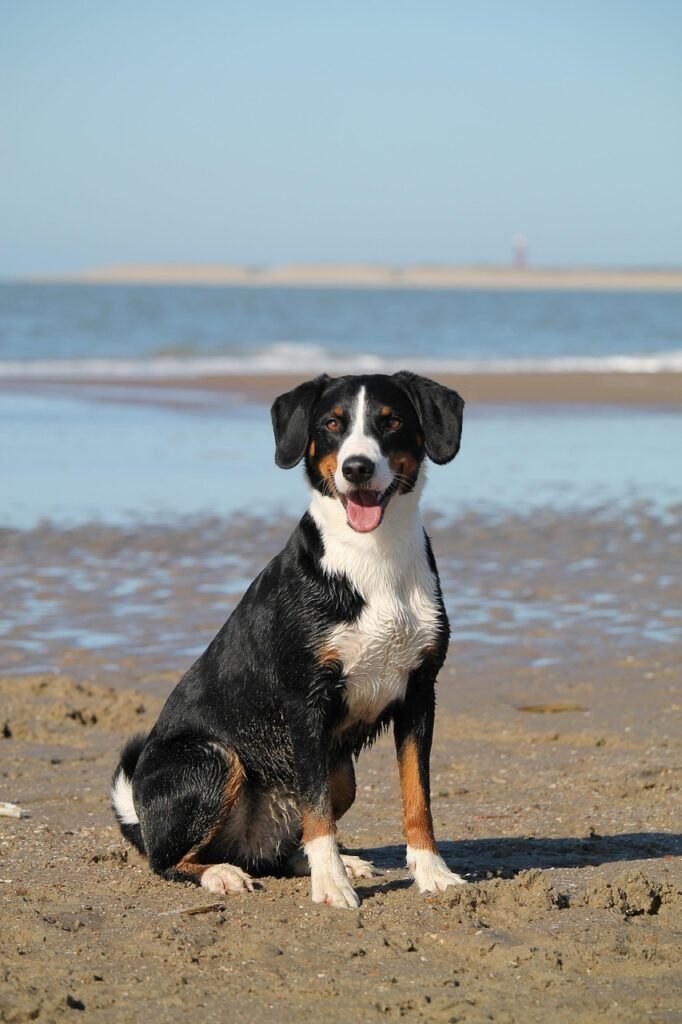 dog, beach, sea, domestic animal, pet, animal, water, nature, appenzeller, mountain dog, portrait